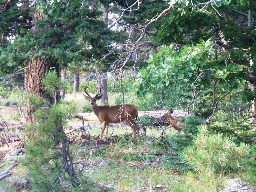 Mulie at Lovers Leap